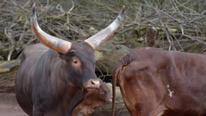 Watussi-Rind (2).jpg